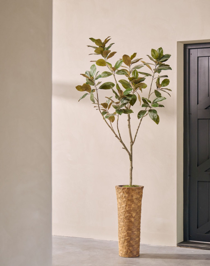 Silk ka Ficus