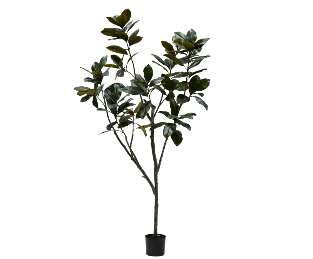 Silk ka Ficus