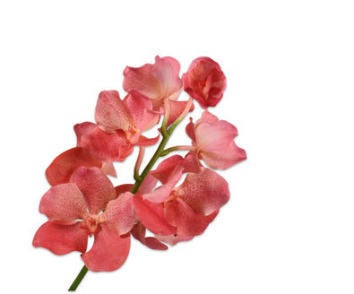 Silk ka vanda tak zalm