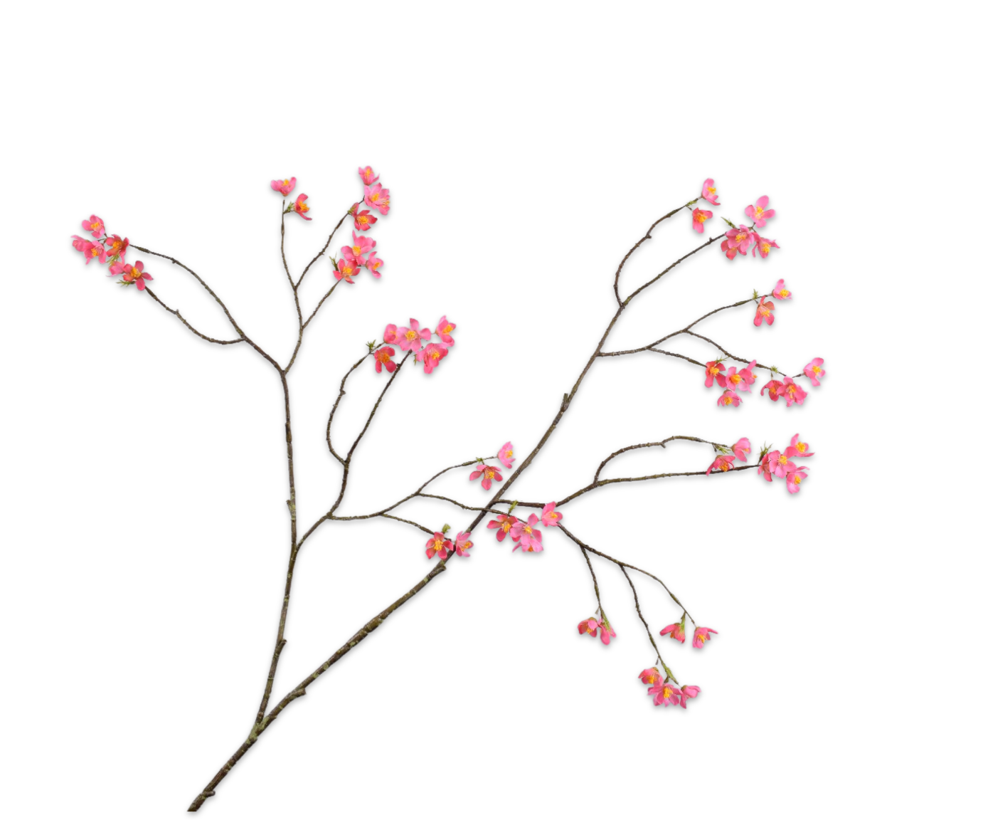 Silk ka bloesem tak beauty