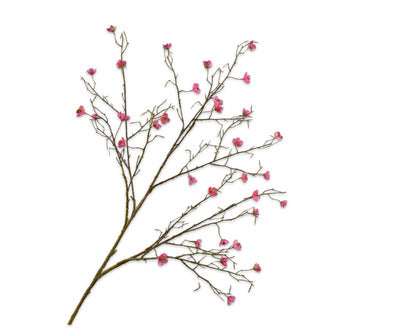 Silk ka bloesem tak beauty