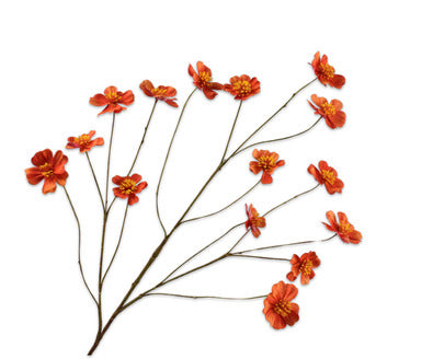 Silk ka cosmos oranje