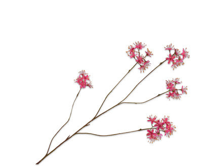 Silk ka capparis