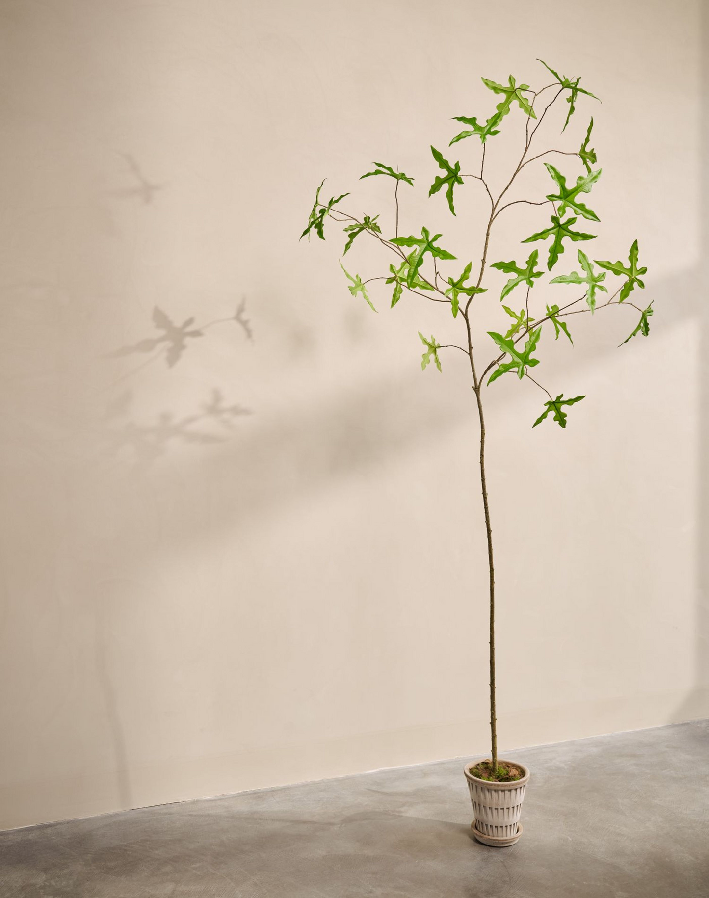 Silk ka schefflera