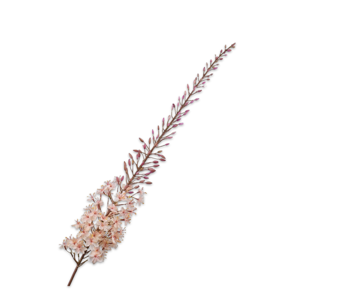 Silk ka Eremurus creme