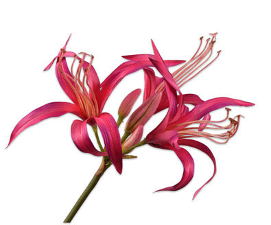 Silk ka lelie tak