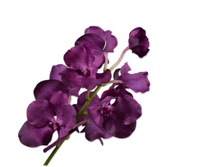 Silk ka vanda tak paars