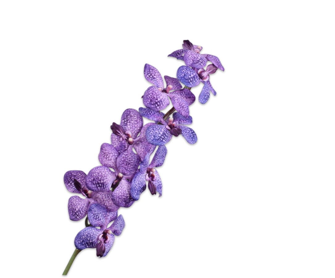Silk ka Vanda paars