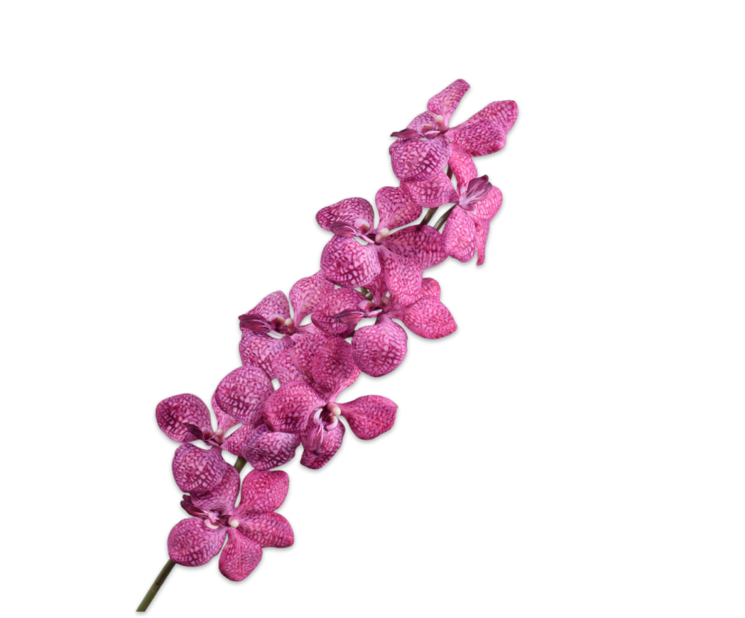 Silk ka Vanda roze
