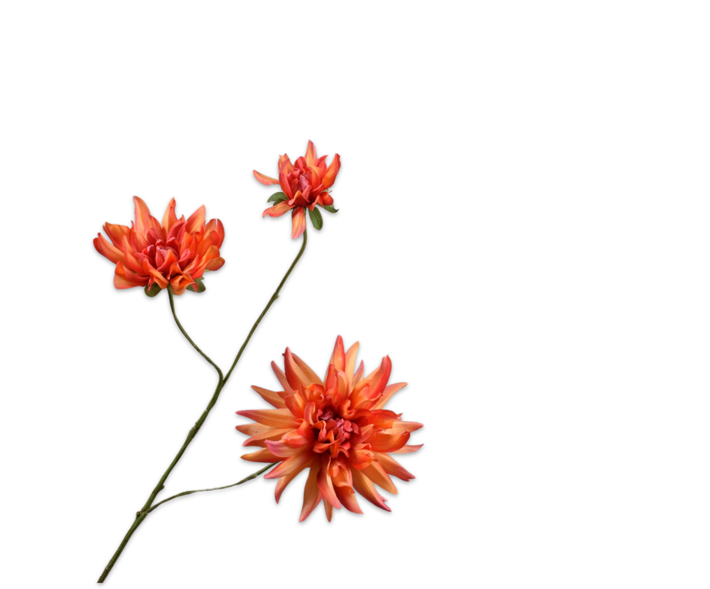 Silk ka dahlia tak oranje