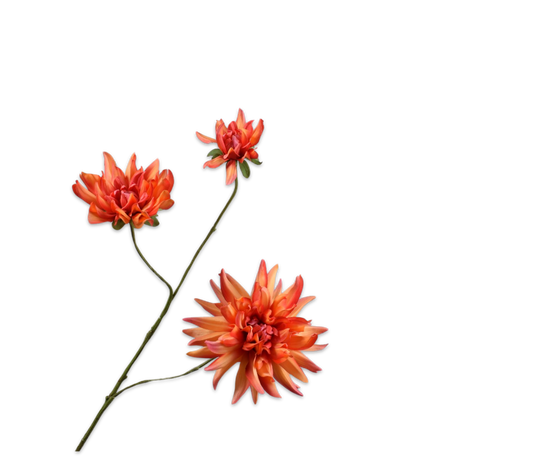 Silk ka dahlia tak oranje