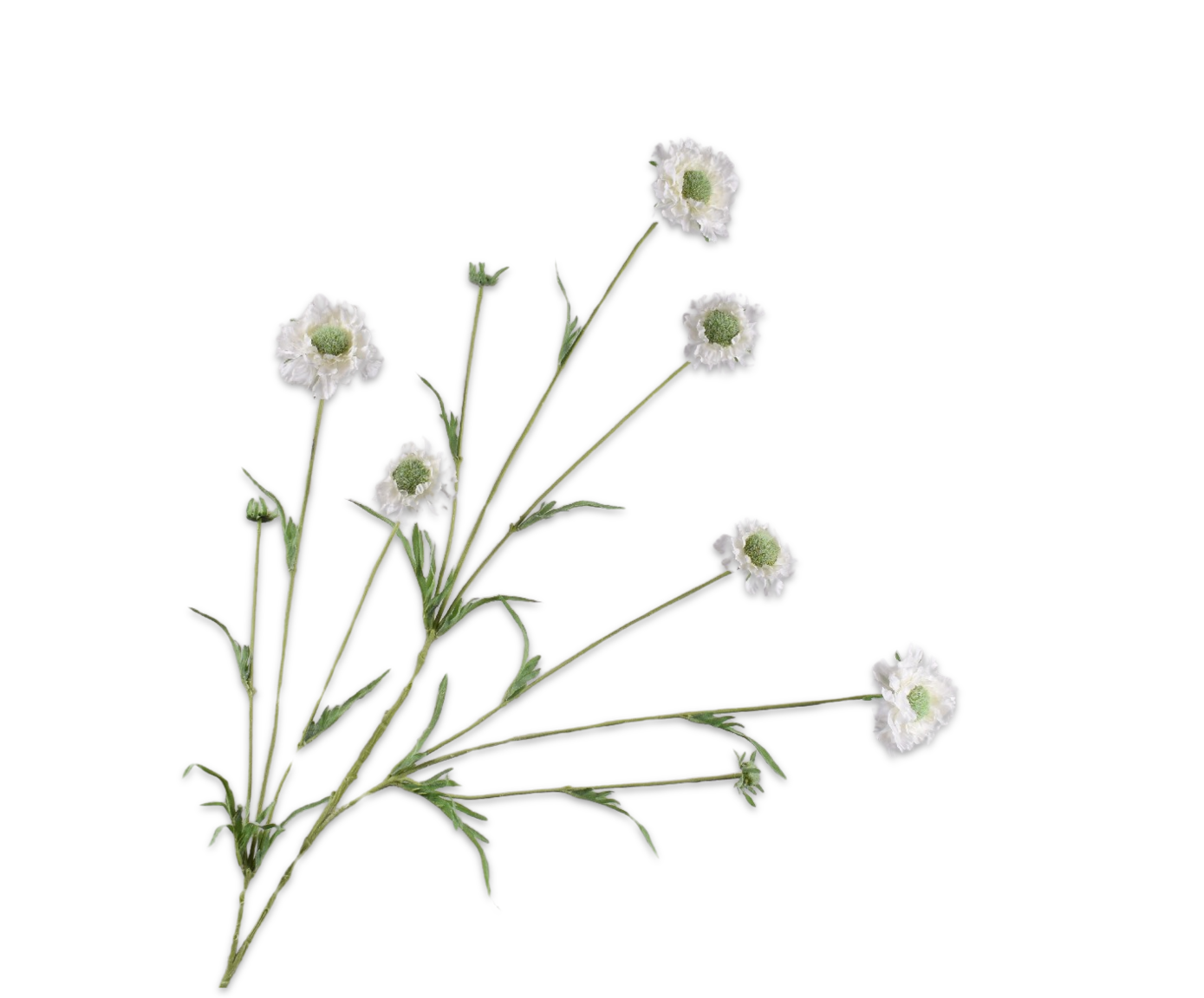 Silk ka scabiosa tak crème