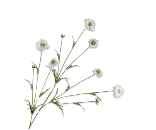 Silk ka scabiosa tak crème