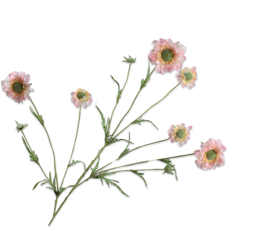 Silk ka scabiosa tak perzik