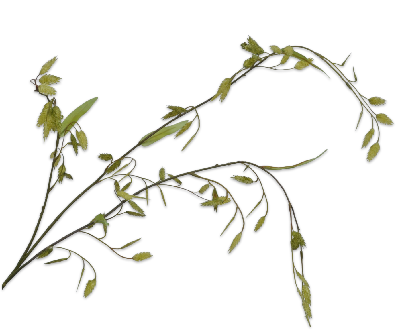 Silk ka gras tak groen