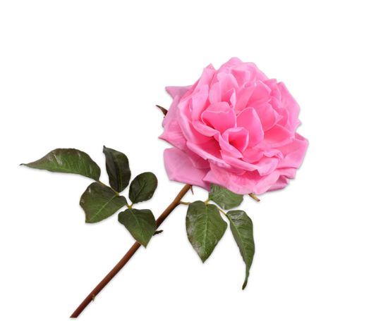 Silk ka Roos steel roze