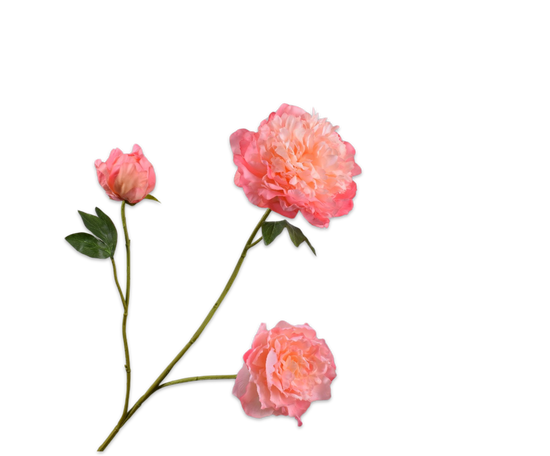 Silk ka pioen tak zalm