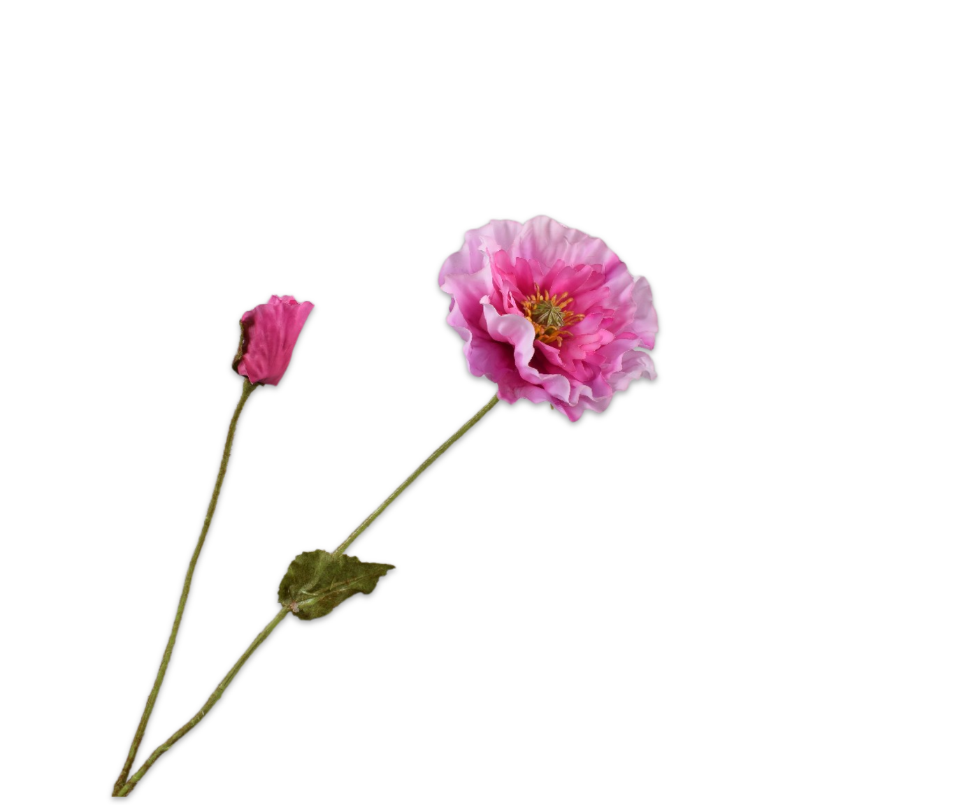 Silk ka klaproos tak roze