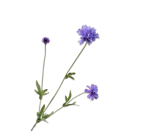 Korenbloem paars