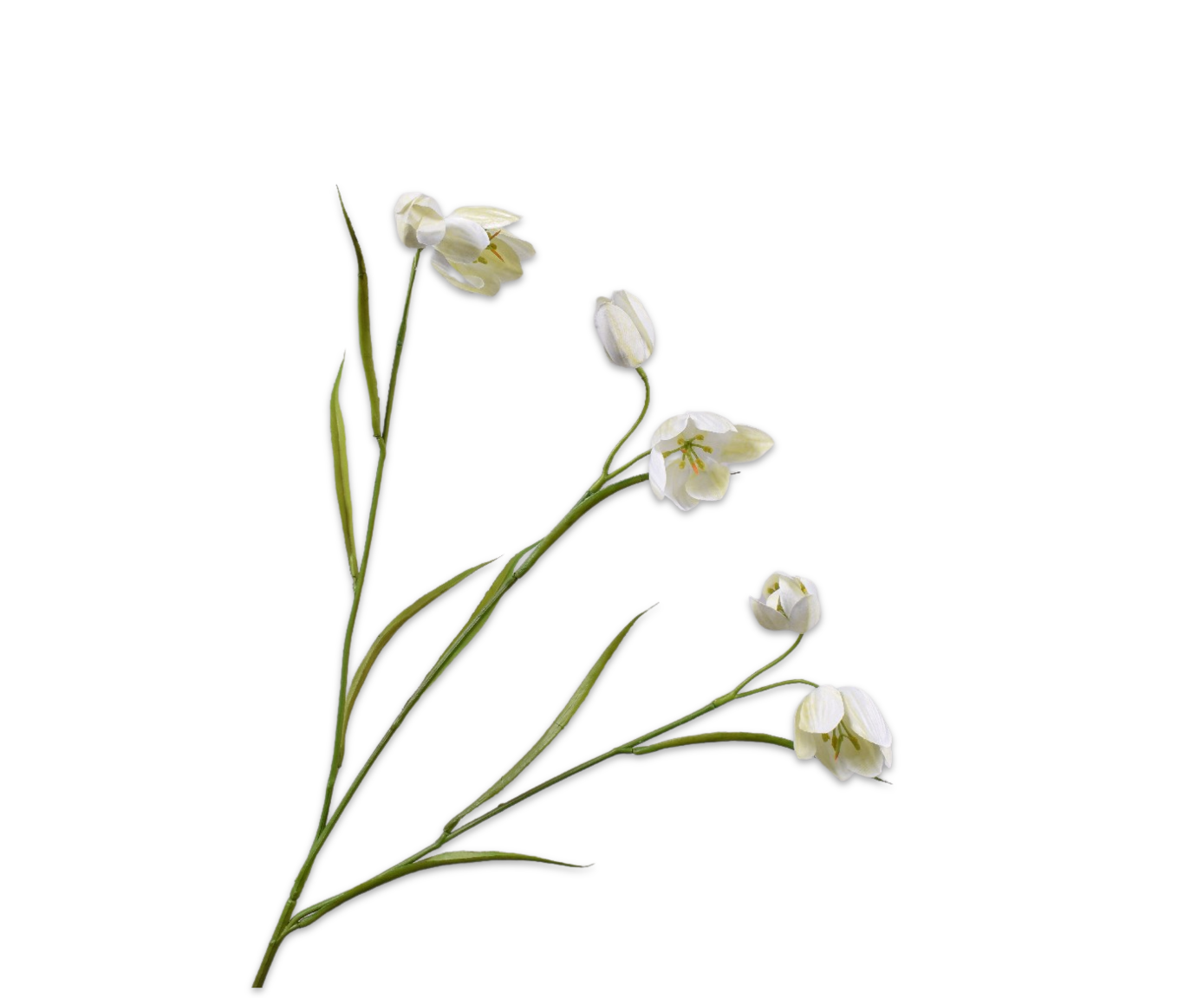 Silk ka fritillaria tak