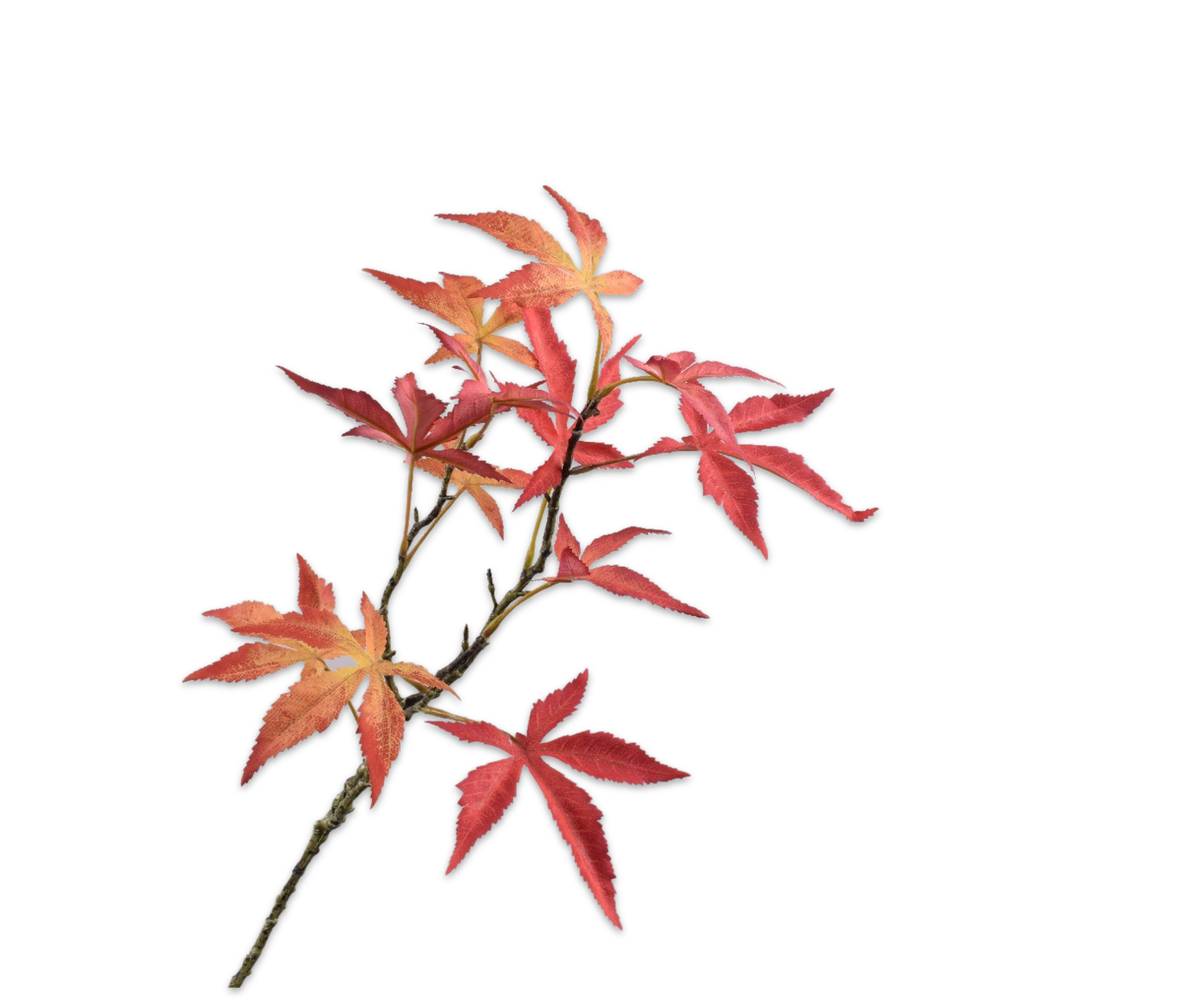 Silk ka esdoorn tak rood
