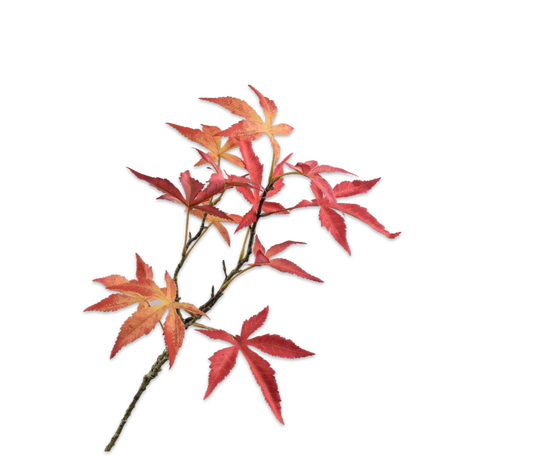 Silk ka esdoorn tak rood