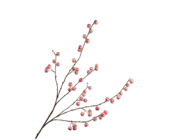 Silk ka Appeltak roze