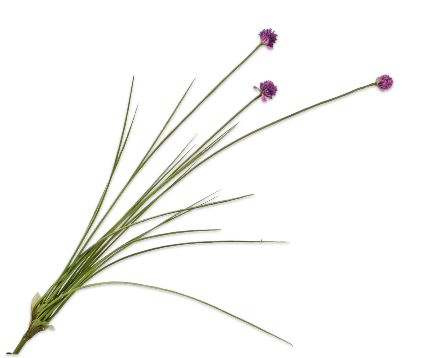 Laad afbeelding in Galery viewer, Allium paars
