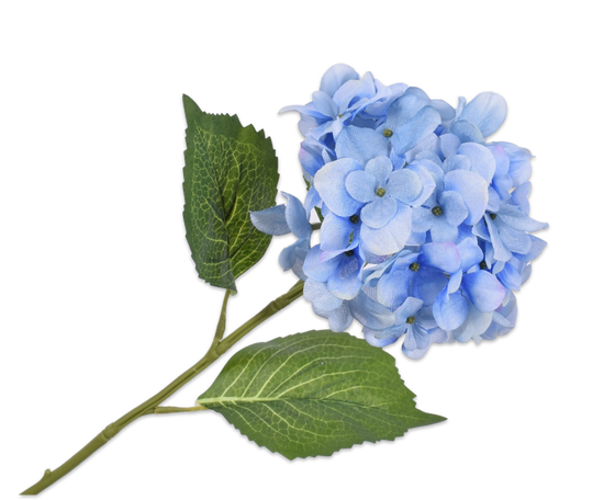 Hortensia blauw wit