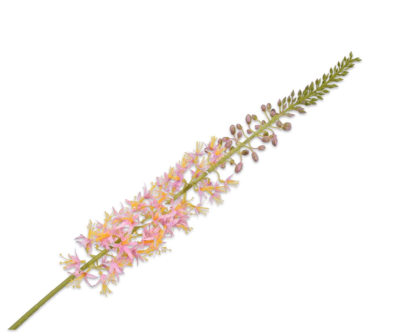 Eremurus roze