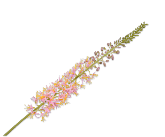 Eremurus roze