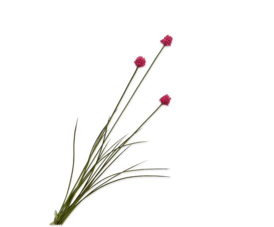 Laad afbeelding in Galery viewer, Allium roze/rood