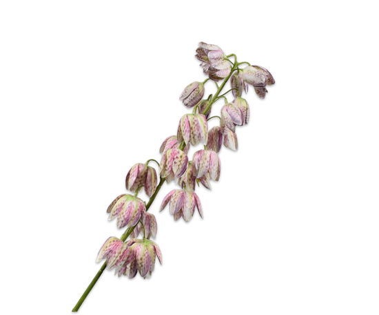 Laad afbeelding in Galery viewer, Fritellaria lavendel groen