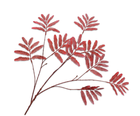 Laad afbeelding in Galery viewer, Mimosa tak rood