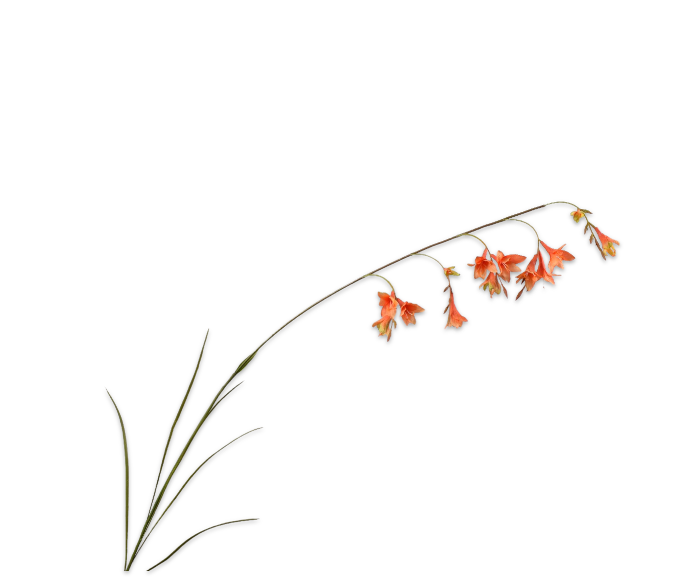 Laad afbeelding in Galery viewer, Freesia oranje