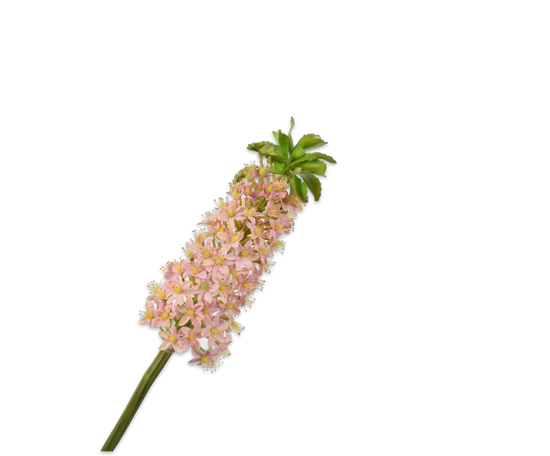 Eucomis roze