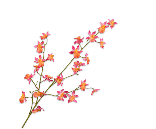 Oncidium