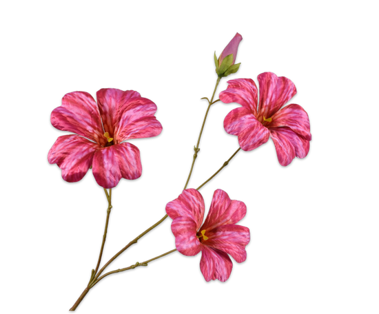 Hibiscus roze