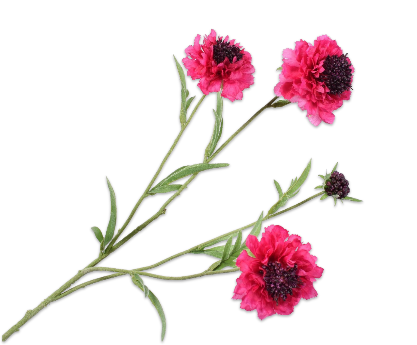 Scabiosa