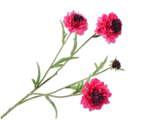 Scabiosa