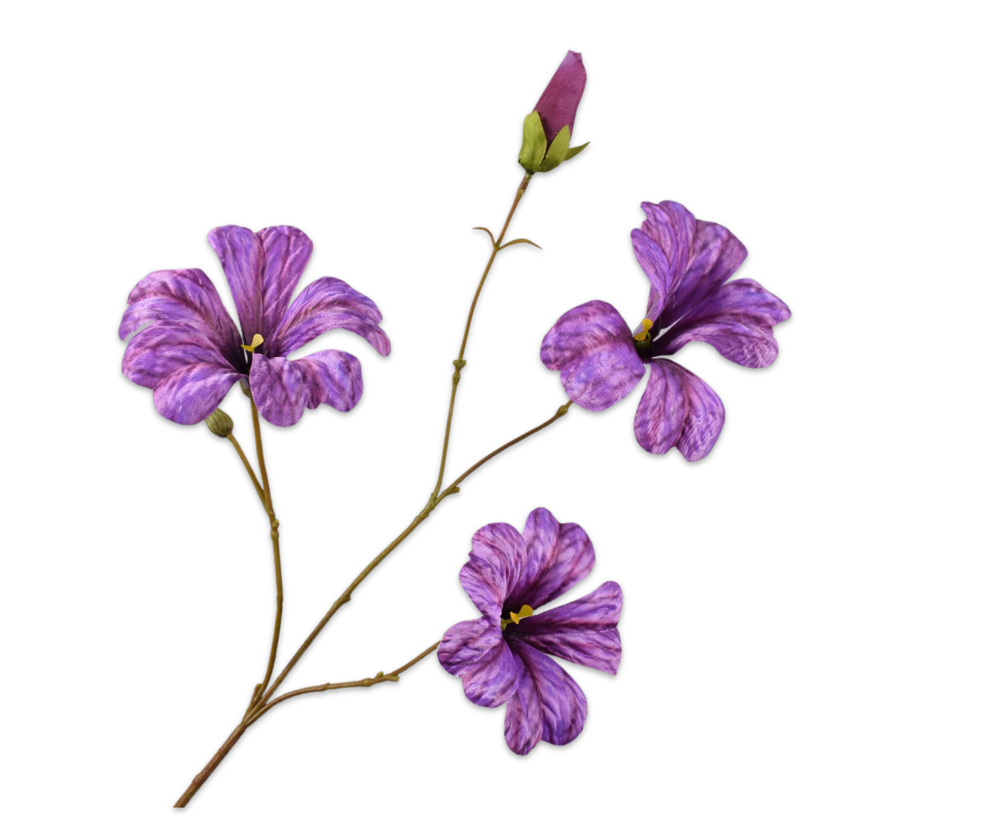 Hibiscus paars