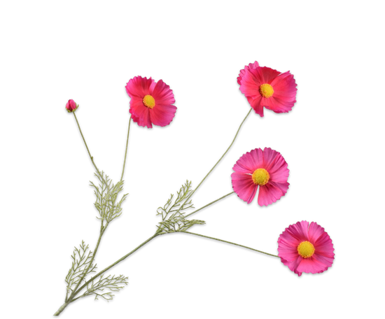 Cosmos tak