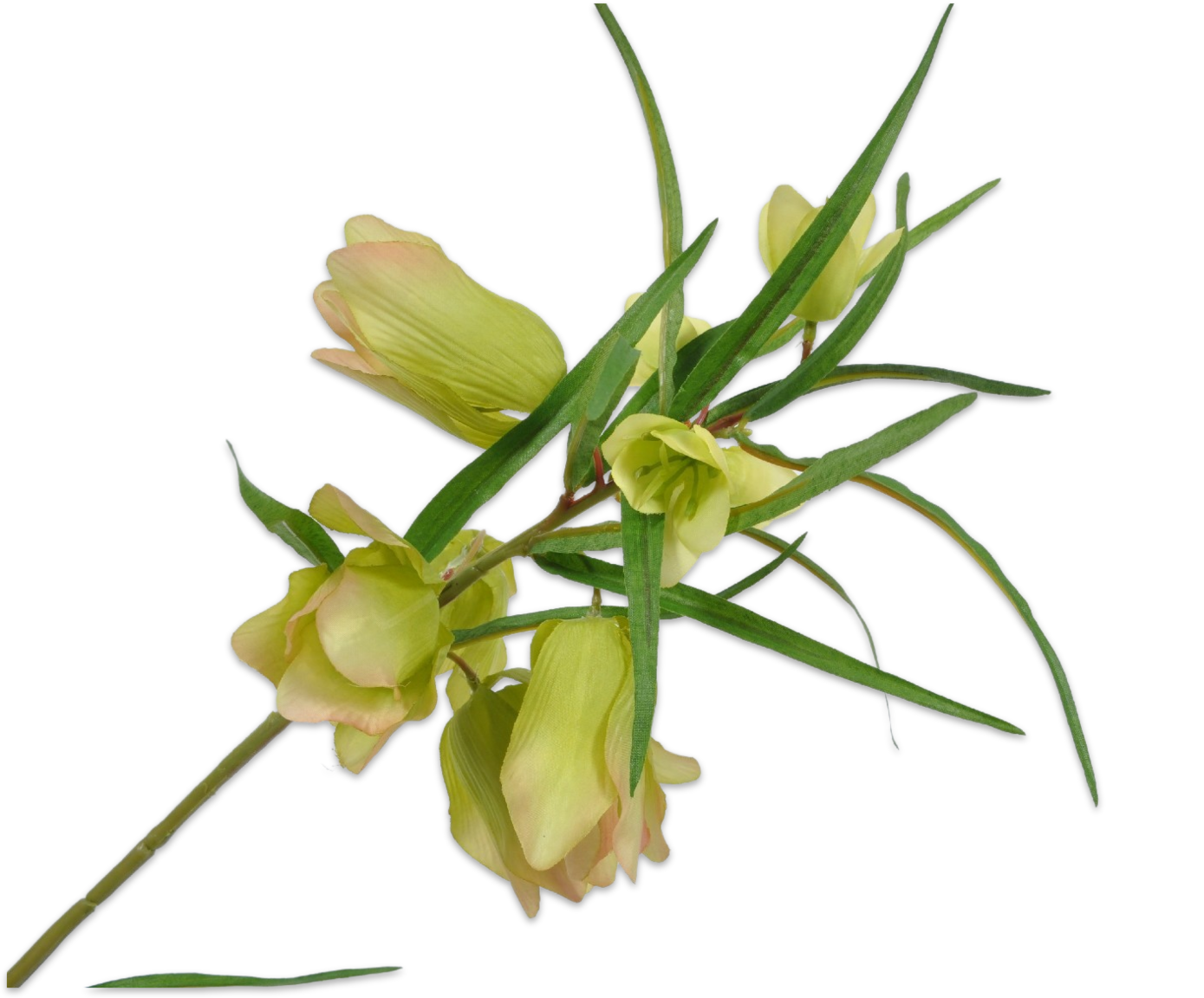 Laden Sie das Bild in den Galerie-Viewer, Fritillaria groen