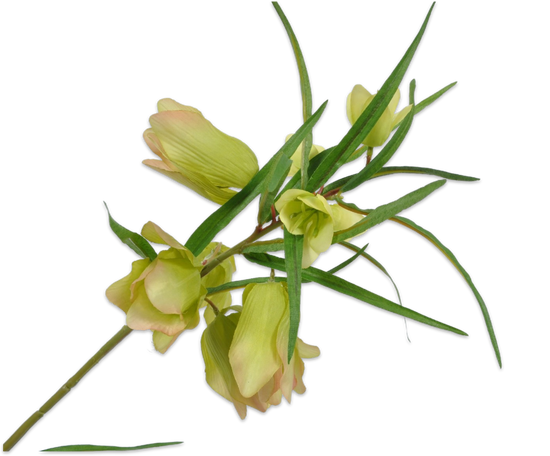 Laad afbeelding in Galery viewer, Fritillaria groen