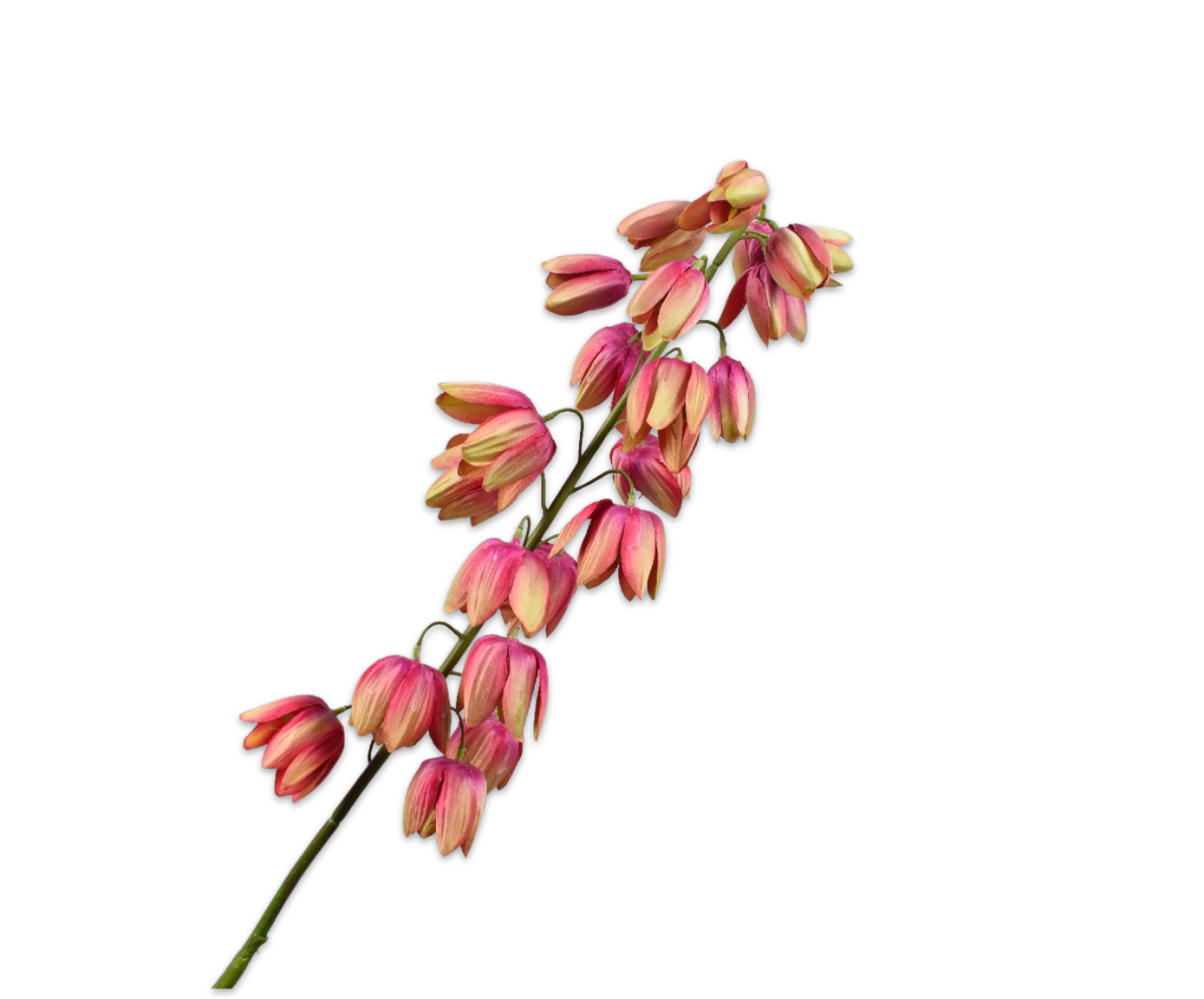 Fritellaria lavendel geel