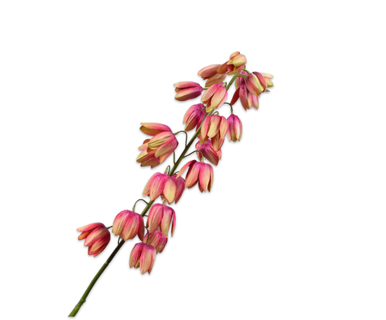 Load image into Gallery viewer, Fritellaria lavendel geel