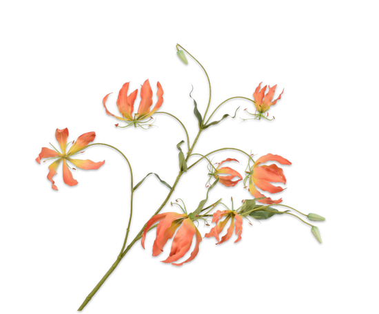 Load image into Gallery viewer, Gloriosa geel oranje