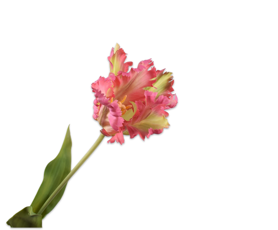 Papegaai tulp geel/roze
