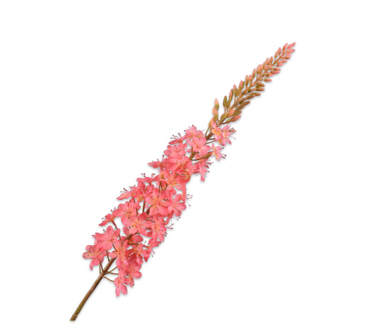 Eremurus roze/oranje