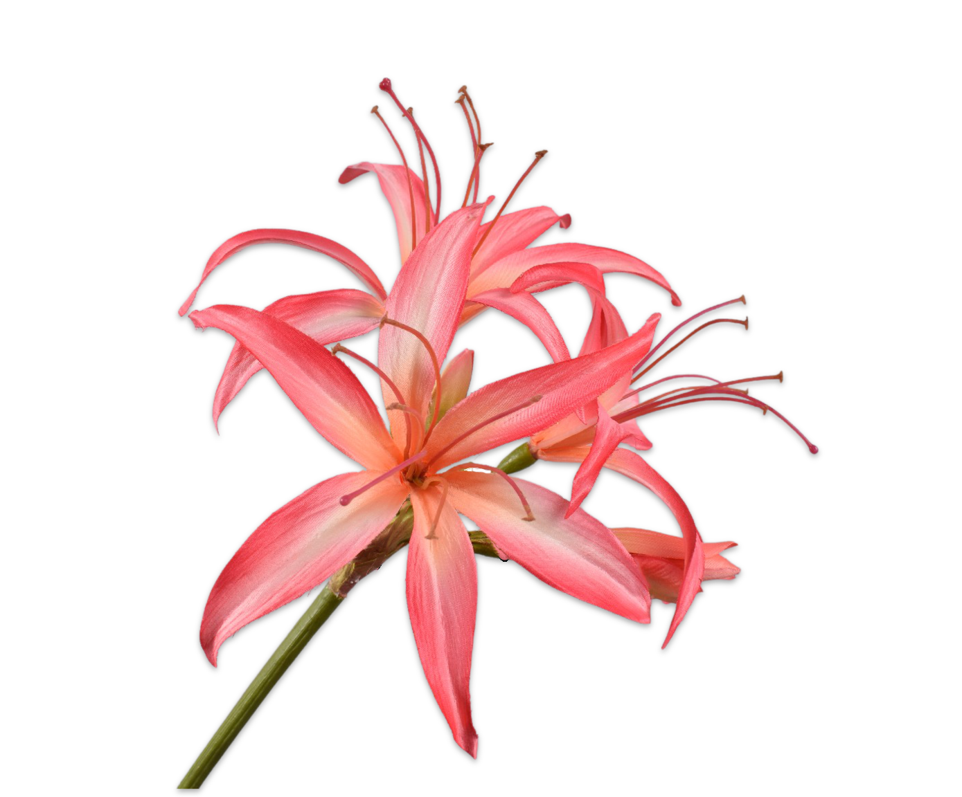 Amaryllis roze